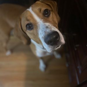 Meet your Posher, Paige